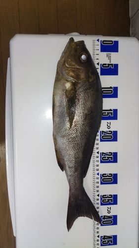 イサキの釣果