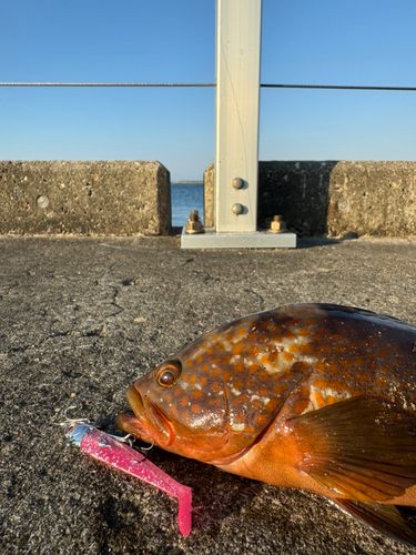 キジハタの釣果