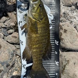 スモールマウスバス
