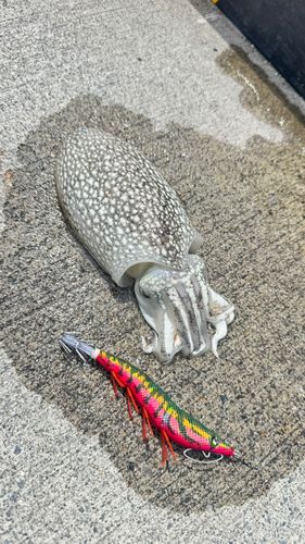 コウイカの釣果