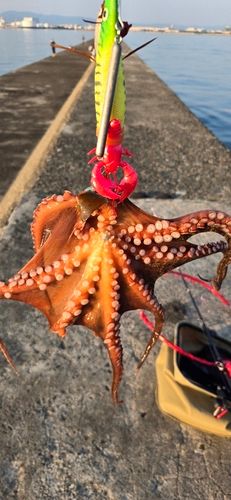 タコの釣果