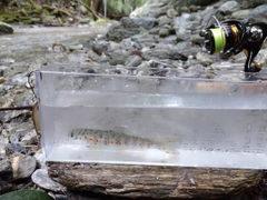 アマゴの釣果