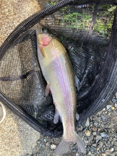 ニジマスの釣果
