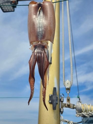 スルメイカの釣果