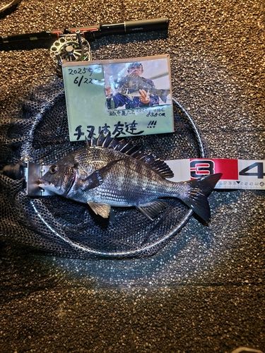 チヌの釣果