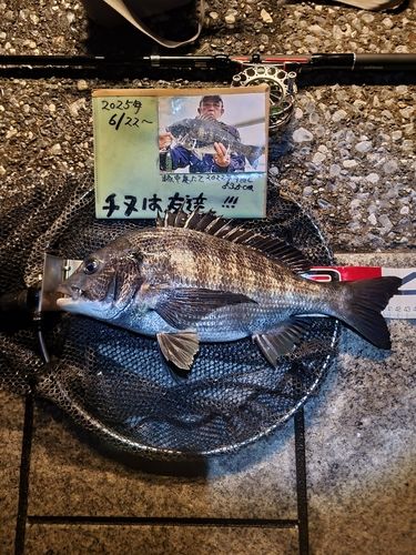 チヌの釣果