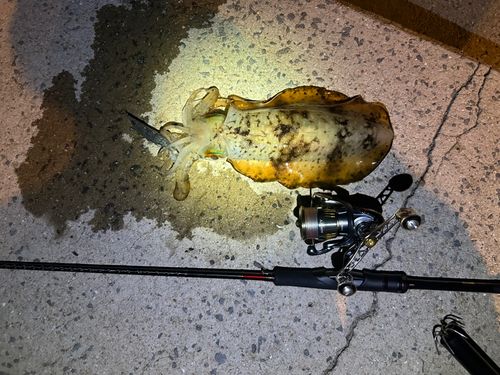 アオリイカの釣果