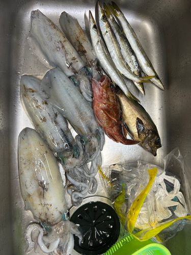 アオリイカの釣果