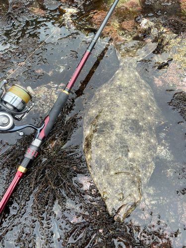 ヒラメの釣果