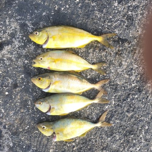 カンパチの釣果