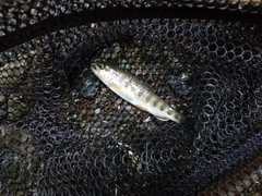 アマゴの釣果