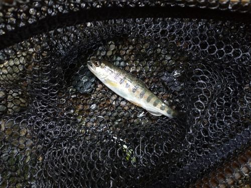 アマゴの釣果
