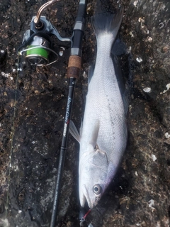 オオニベの釣果