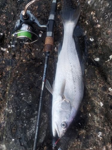 オオニベの釣果