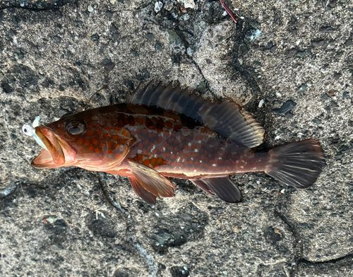 キジハタの釣果