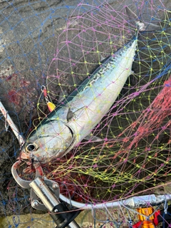 ソウダガツオの釣果