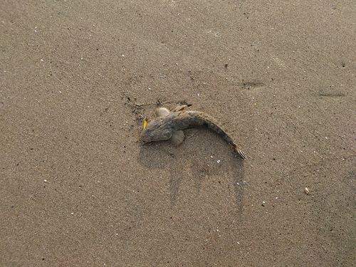 マゴチの釣果