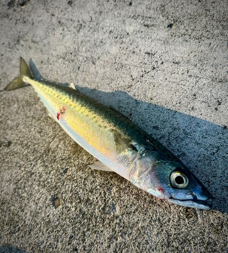 サバの釣果