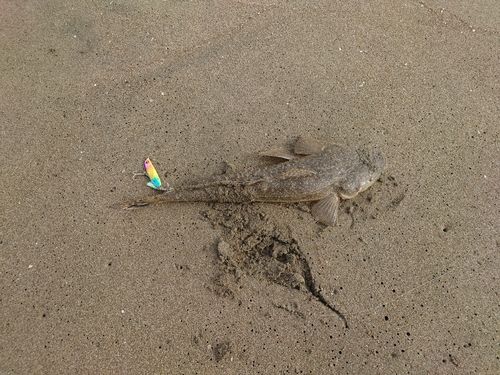 マゴチの釣果
