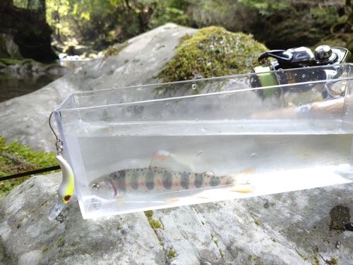 アマゴの釣果