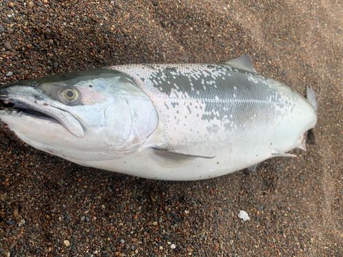 サクラマスの釣果