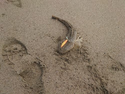 マゴチの釣果
