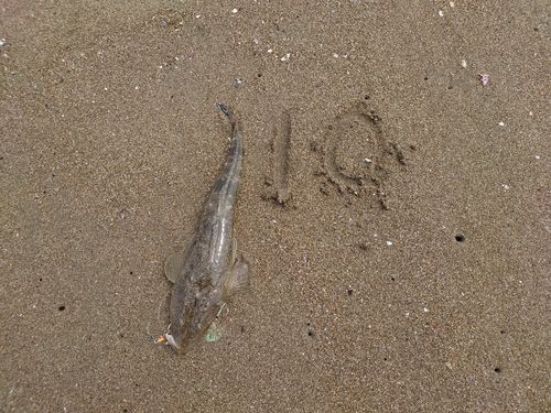 マゴチの釣果