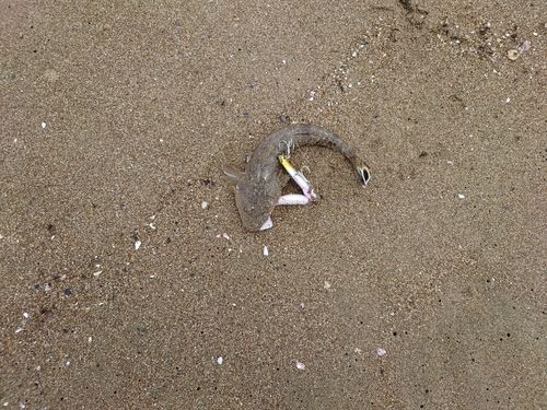 マゴチの釣果