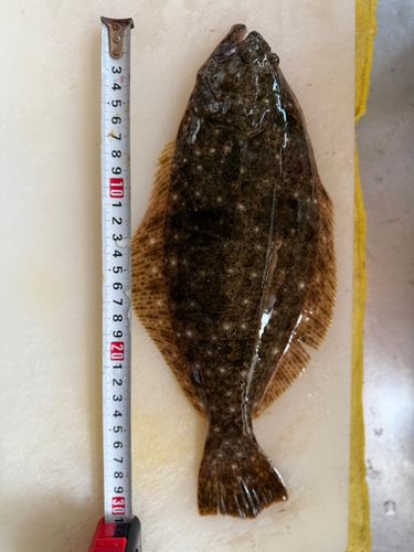 ヒラメの釣果