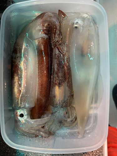 ケンサキイカの釣果