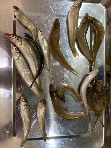 シロギスの釣果