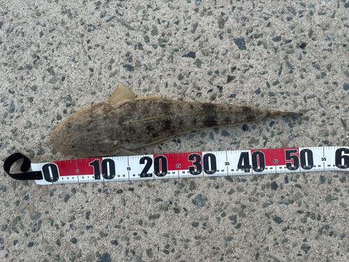 マゴチの釣果
