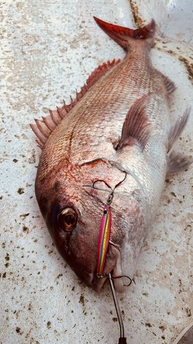 マダイの釣果