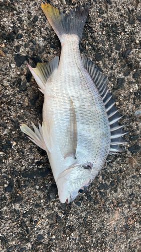 キビレの釣果