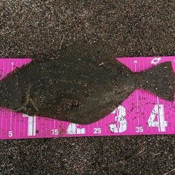 ヒラメ