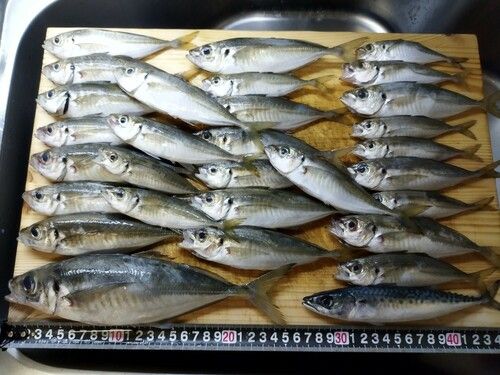 アジの釣果
