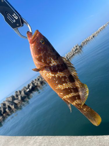 キジハタの釣果