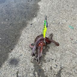 タコ