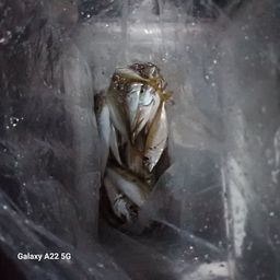 アジ