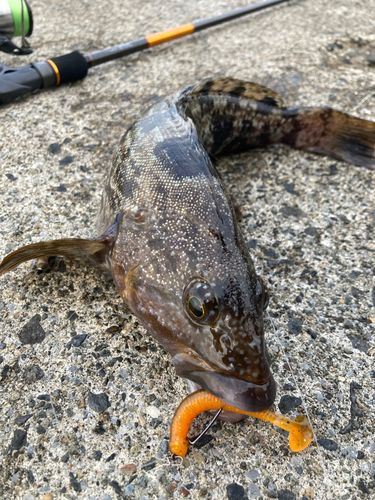 アイナメの釣果