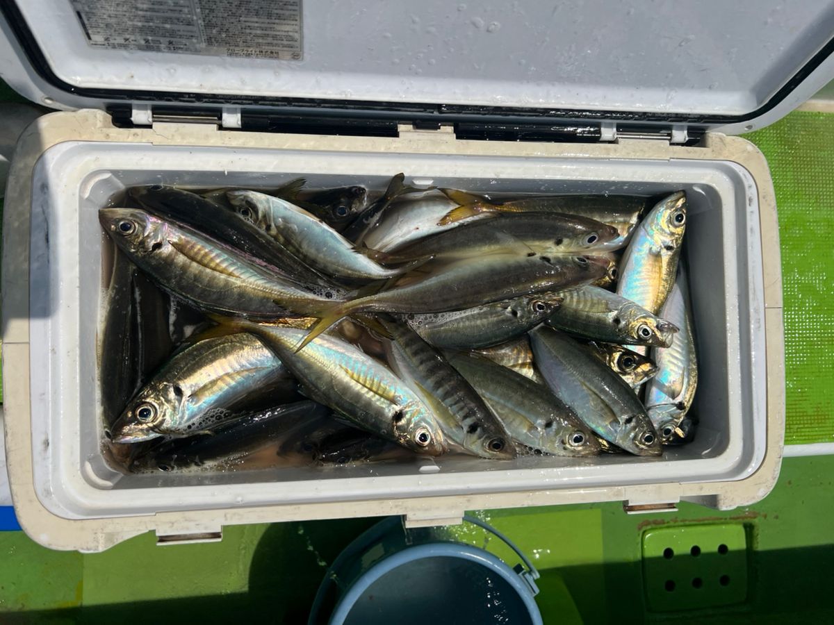 政信丸さんの釣果 3枚目の画像