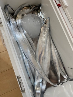 タチウオの釣果