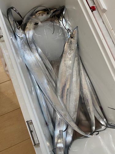 タチウオの釣果