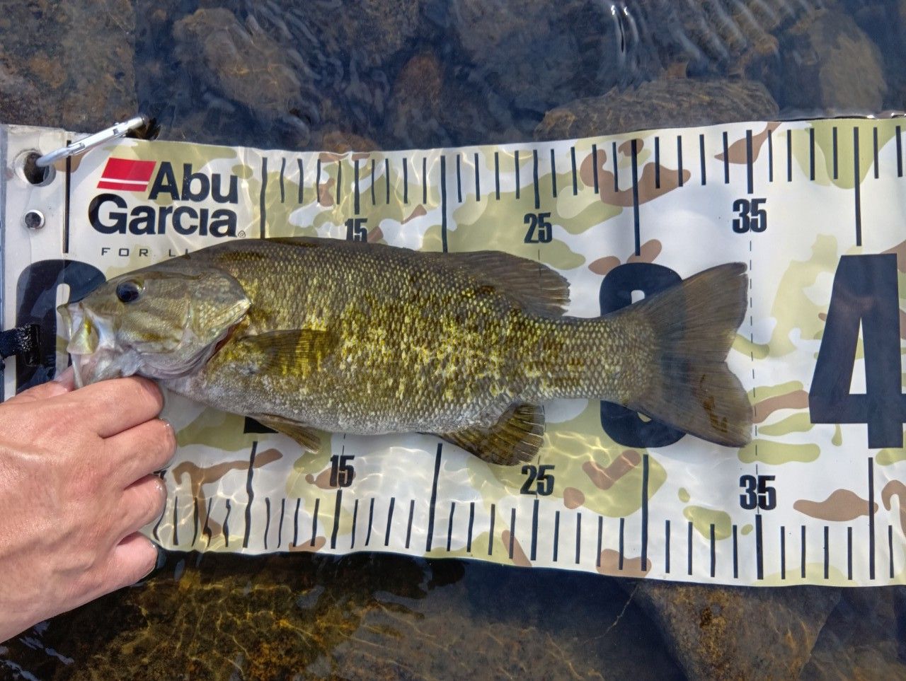 スモールマウスバス