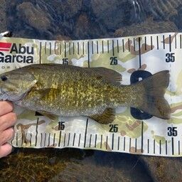 スモールマウスバス