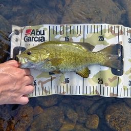 スモールマウスバス