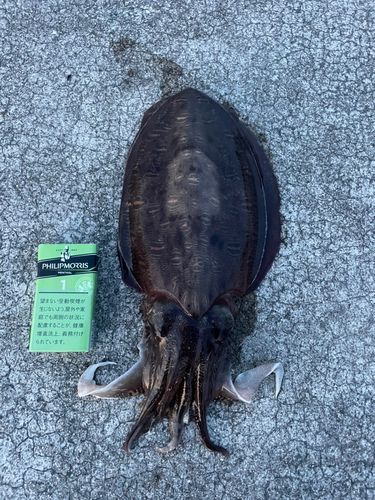 コウイカの釣果