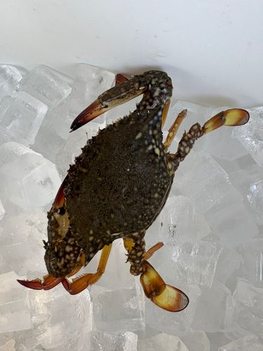 イシガニの釣果