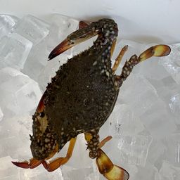 イシガニ