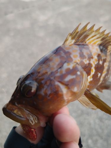 キジハタの釣果